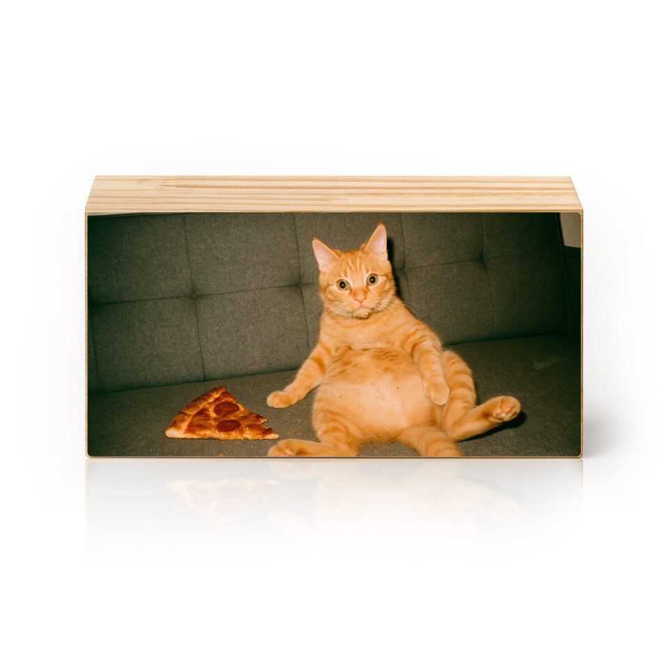 Lazergato & Pizza
