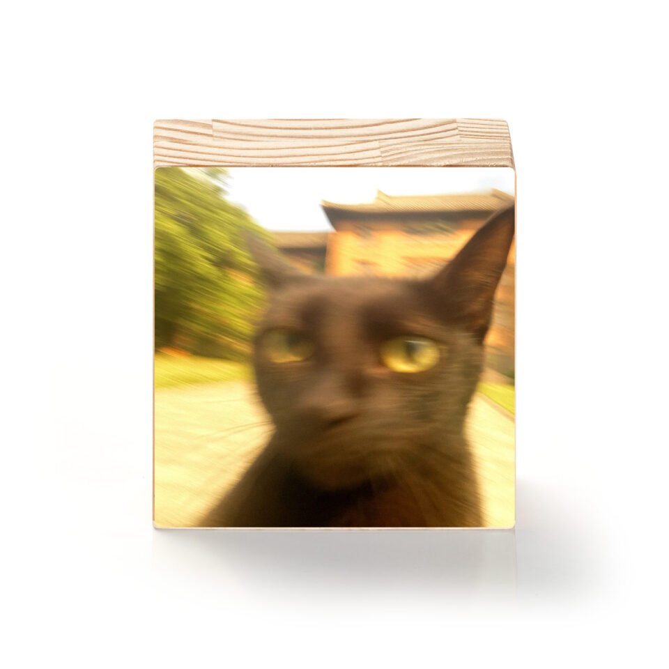 Mestre Felino